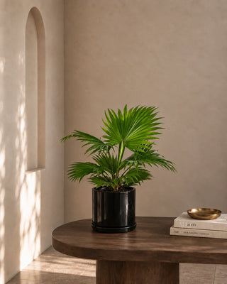 Livistonia Palm in black Luma Mini planter, 30-40cm