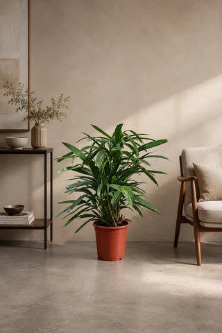 Lady Palm in nursery pot, 50-70cm