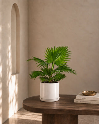 Livistonia Palm in white Luma Mini planter, 30-40cm