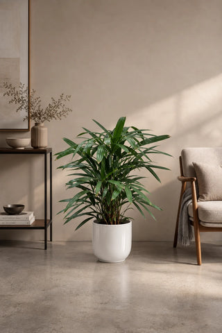 Lady Palm in white Luma Glossy planter, 50-70cm