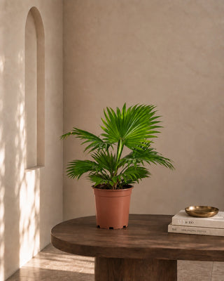 Livistonia Palm in nursery pot, 30-40cm