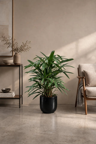 Lady Palm in black Luma Glossy planter, 50-70cm