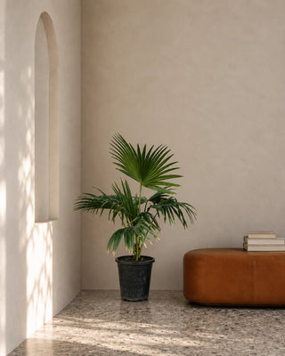 Livistonia Palm in nursery pot, 60-70cm