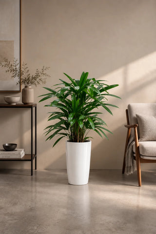 Lady Palm in white Luma Tall Glossy planter, 50-70cm
