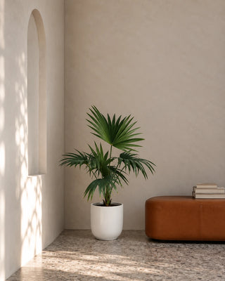 Livistonia Palm in white Luma Glossy planter, 60-70cm