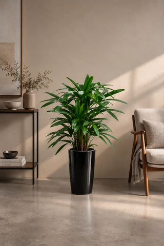Lady Palm in black Luma Tall Glossy planter, 50-70cm
