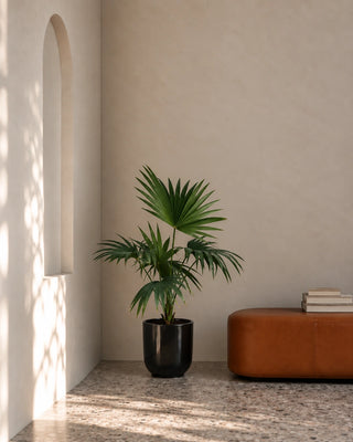 Livistonia Palm in black Luma Glossy planter, 60-70cm