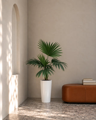 Livistonia Palm in white Luma Tall Glossy planter, 60-70cm