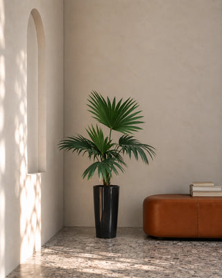 Livistonia Palm in black Luma Tall Glossy planter, 60-70cm