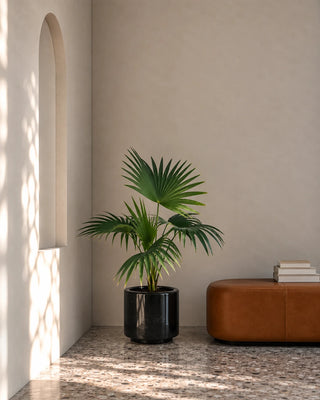 Livistonia Palm in black Nia Glossy planter, 60-70cm