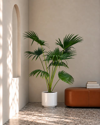 Livistonia Palm in white Nia Glossy planter, 140-160cm