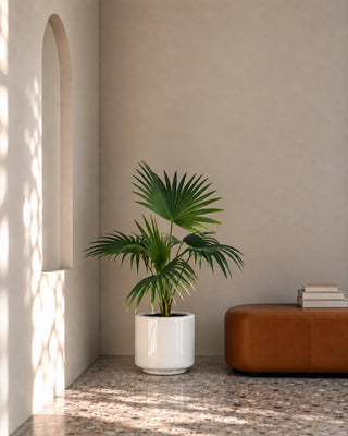 Livistonia Palm in white Nia Glossy planter, 60-70cm