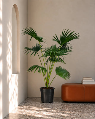 Livistonia Palm in nursery pot, 140-160cm