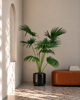 Livistonia Palm in black Nia Glossy planter, 140-160cm