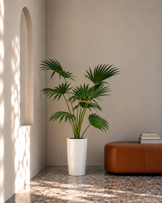 Livistonia Palm in white Luma Tall Glossy planter, 140-160cm