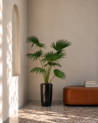 Livistonia Palm in black Luma Tall Glossy planter, 140-160cm