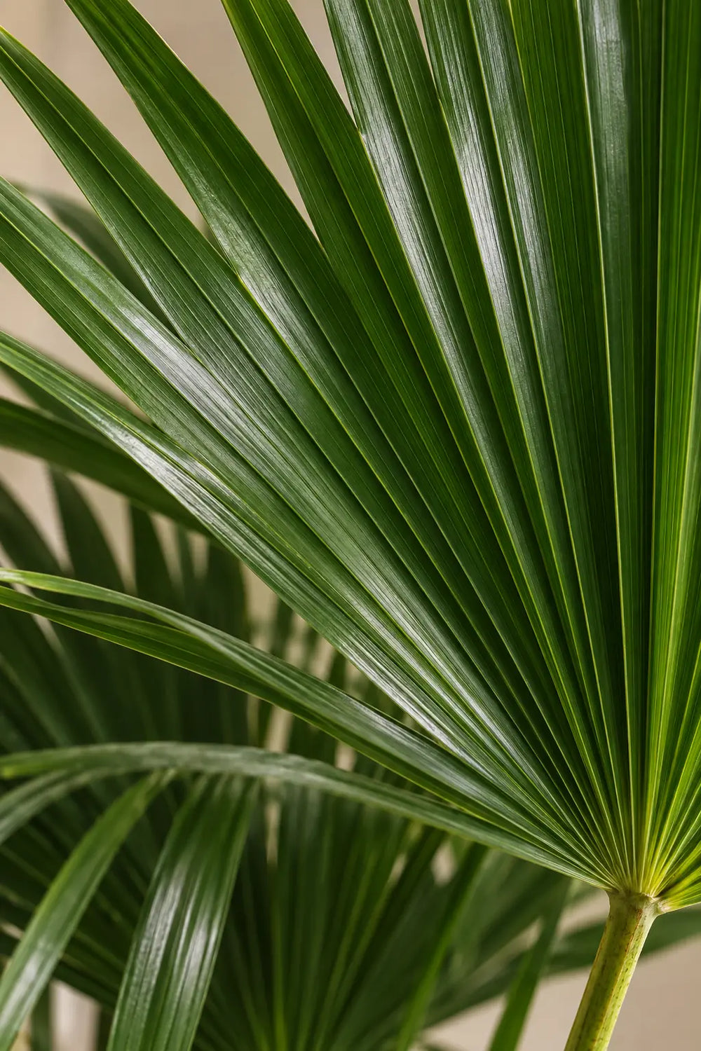 Livistona Palm
