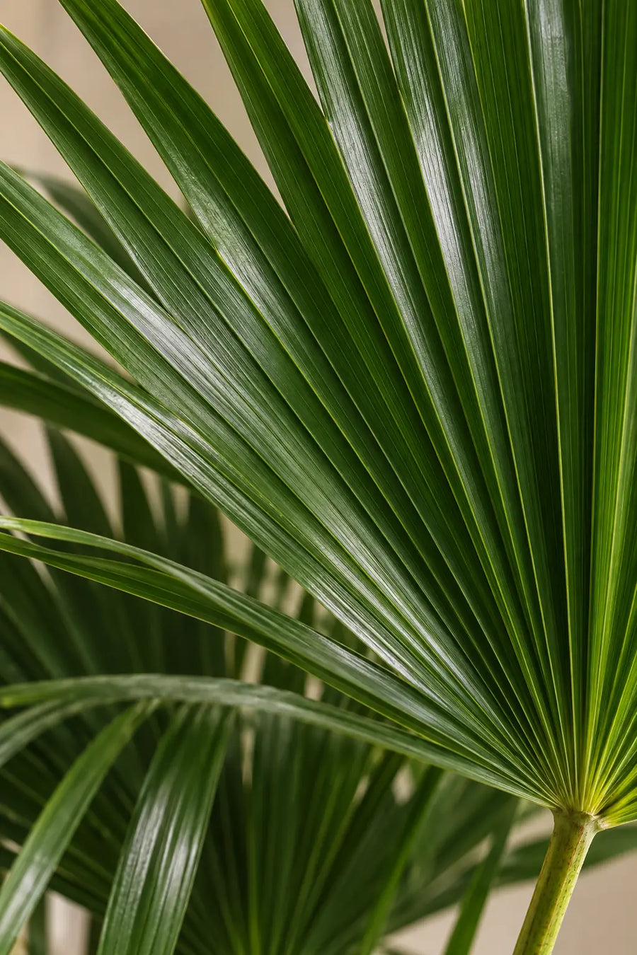 Livistona Palm