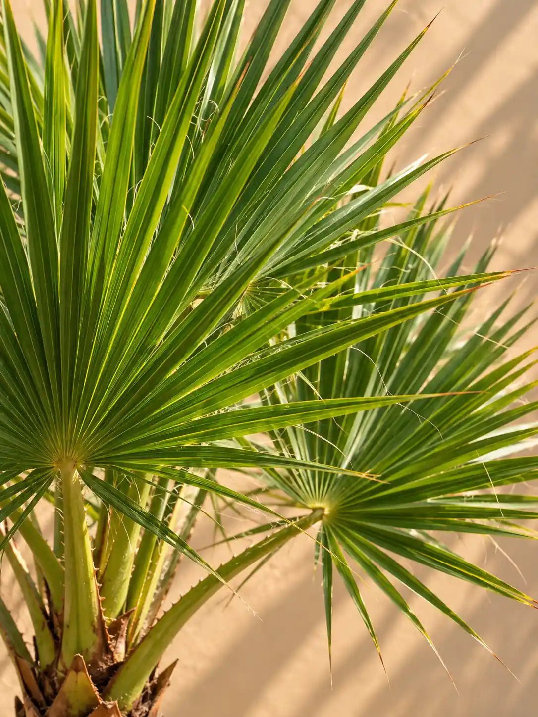 Washingtonia Palm — Fan Palm