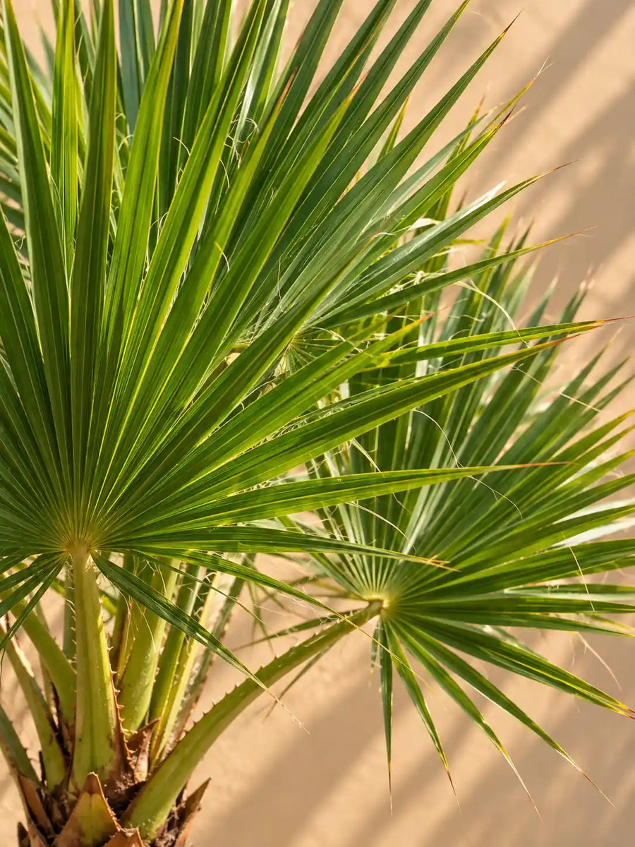 Washingtonia Palm — Fan Palm