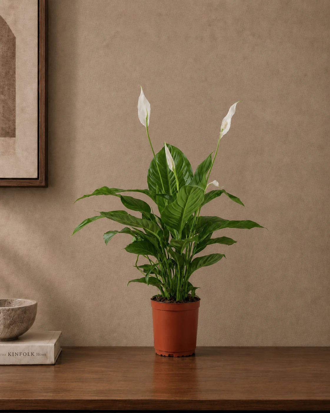 Peace Lily