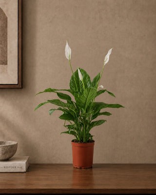 Peace Lily in nursery pot, 30-40cm