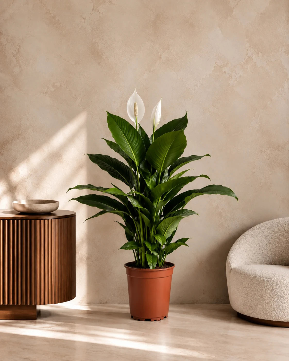 Peace Lily