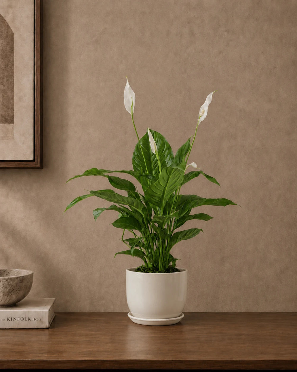 Peace Lily - Holland