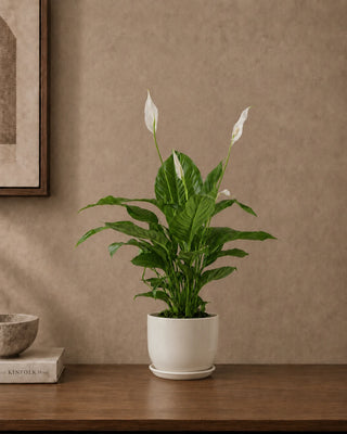 Peace Lily in white Luma Mini planter, 30-40cm
