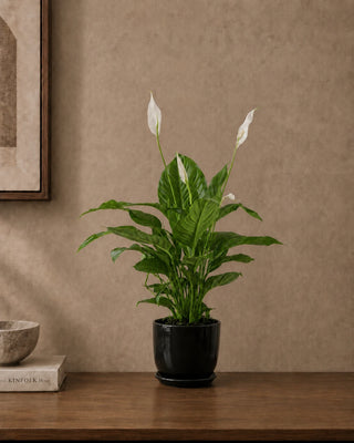 Peace Lily in black Luma Mini planter, 30-40cm
