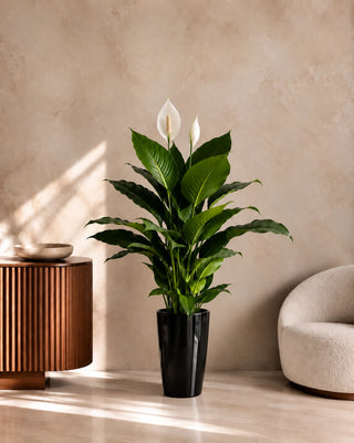 Peace Lily in black Luma Tall planter, 80-100cm