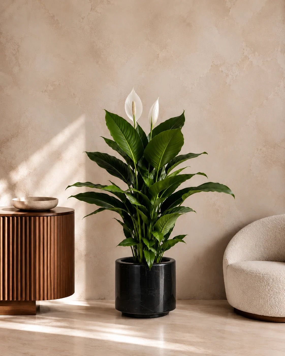 Peace Lily