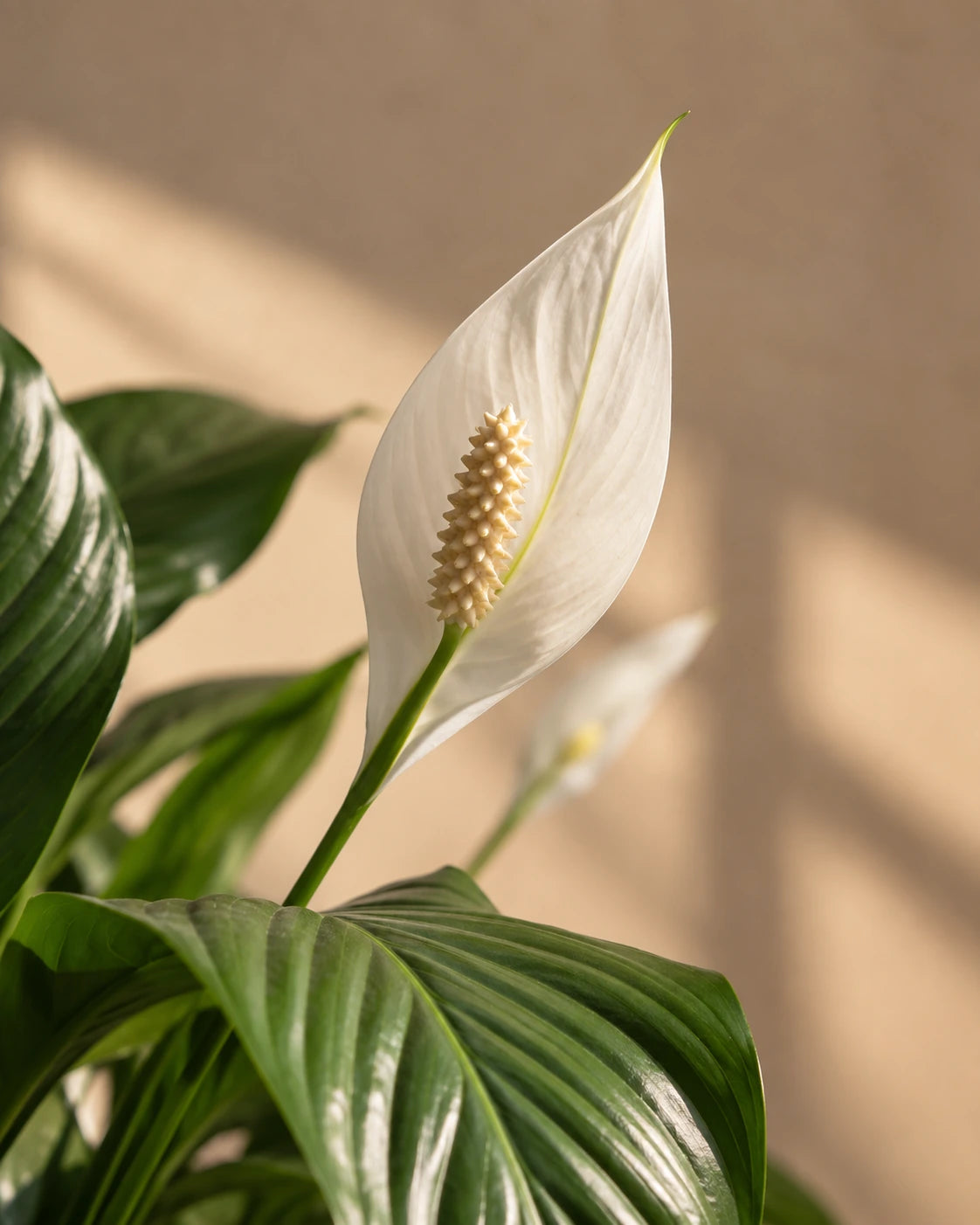 Peace Lily