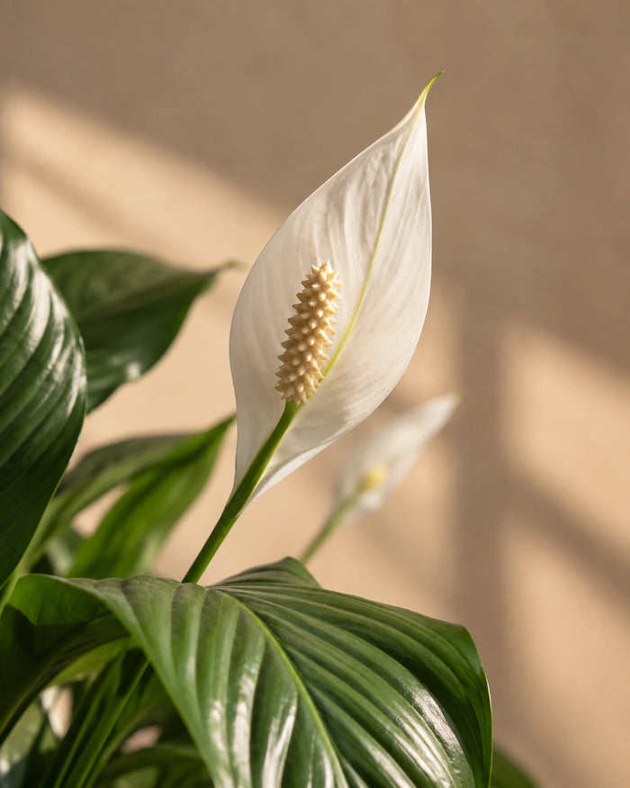 Peace Lily