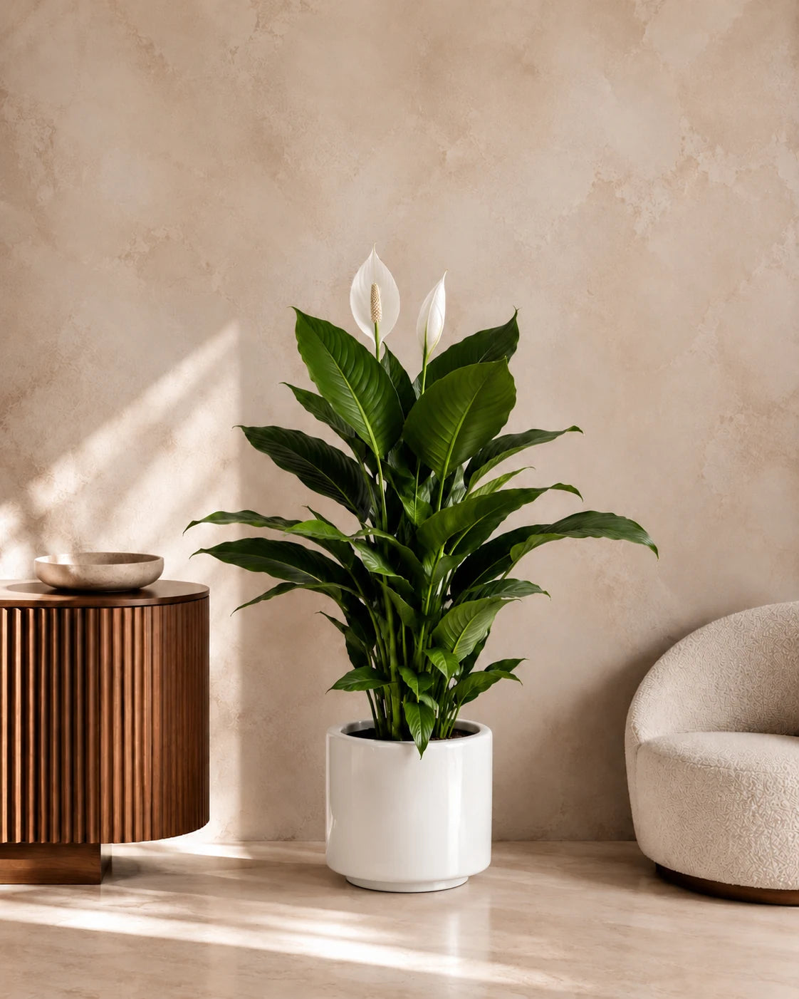 Peace Lily