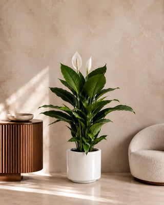 Peace Lily in white Nia Glossy planter, 80-100cm