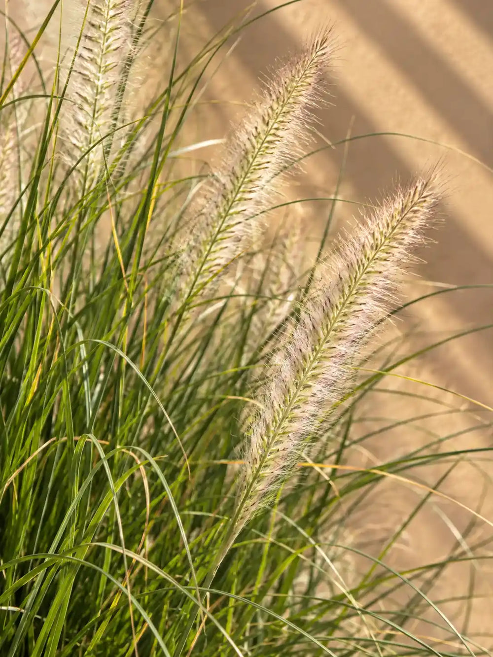 Pennisetum — Fountain Grass