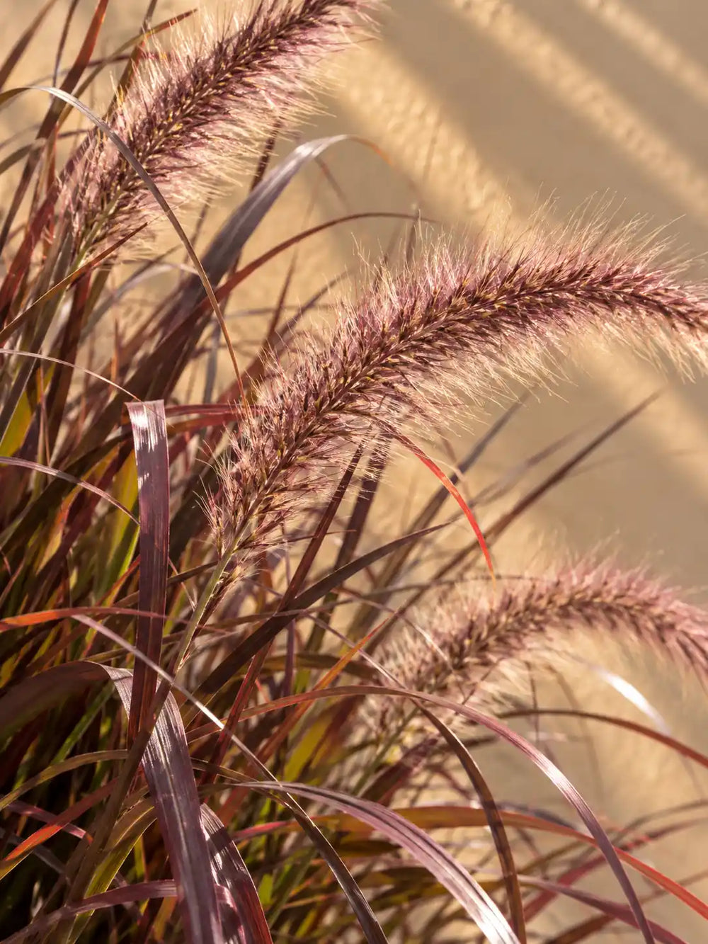 Red Fountain Grass — Pennisetum Rubrum