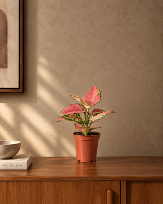 Pink Aglaonema in nursery pot, 25-35cm