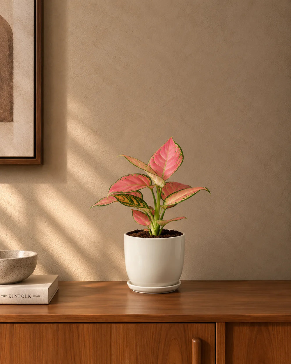 Pink Aglaonema