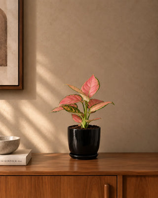 Pink Aglaonema in black Luma Mini planter, 25-35cm