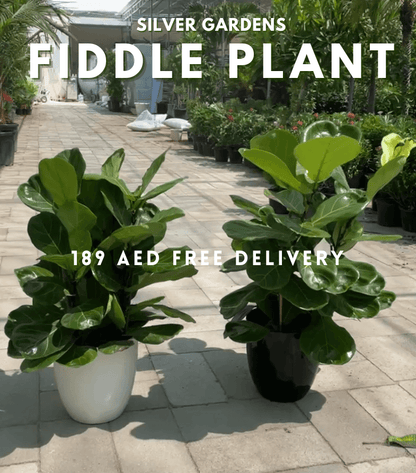Bushy Fiddle Plant - PROMOTION 80-100 CM EACH