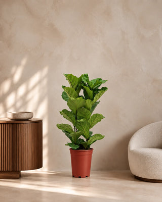 Fiddle Leaf in nursery pot, 60-80cm