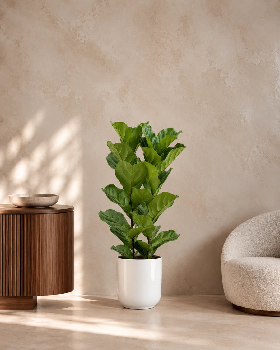 Fiddle Leaf