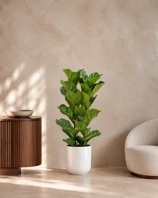 Fiddle Leaf, product photo 12
