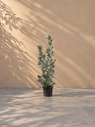 Silver Damas, product photo 1