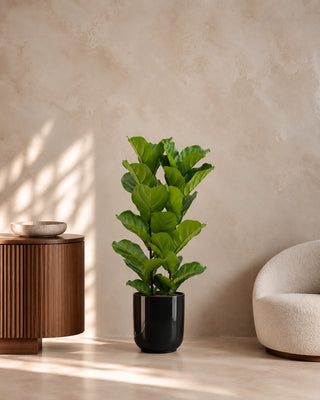 Fiddle Leaf in black Luma Glossy planter, 60-80cm