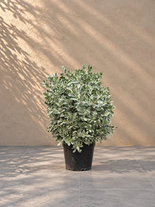 Silver Damas, product photo 2