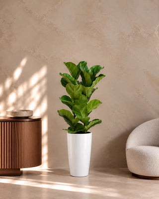 Fiddle Leaf in white Luma Tall Glossy planter, 60-80cm