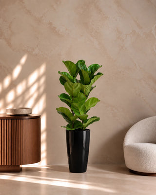 Fiddle Leaf in black Luma Tall Glossy planter, 60-80cm